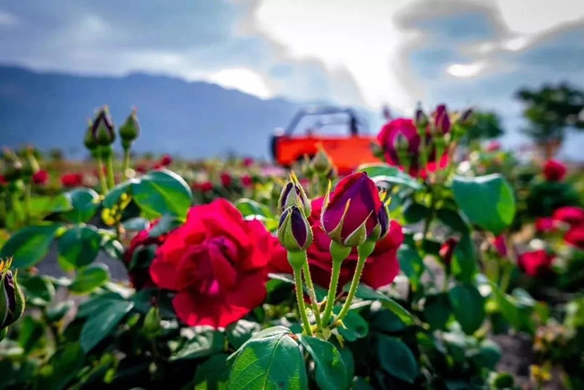 520، شخص ما يضع وجهها، والحلقة تنتظر لك للفشل.